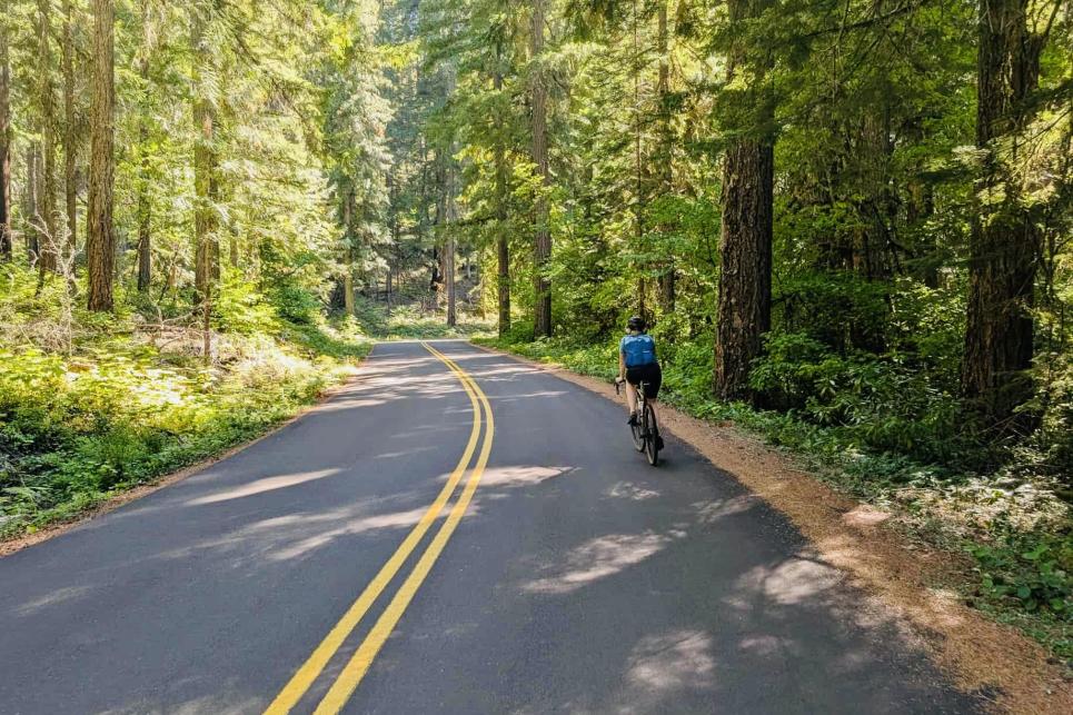 Cyclist rides down the paved road through tall trees.