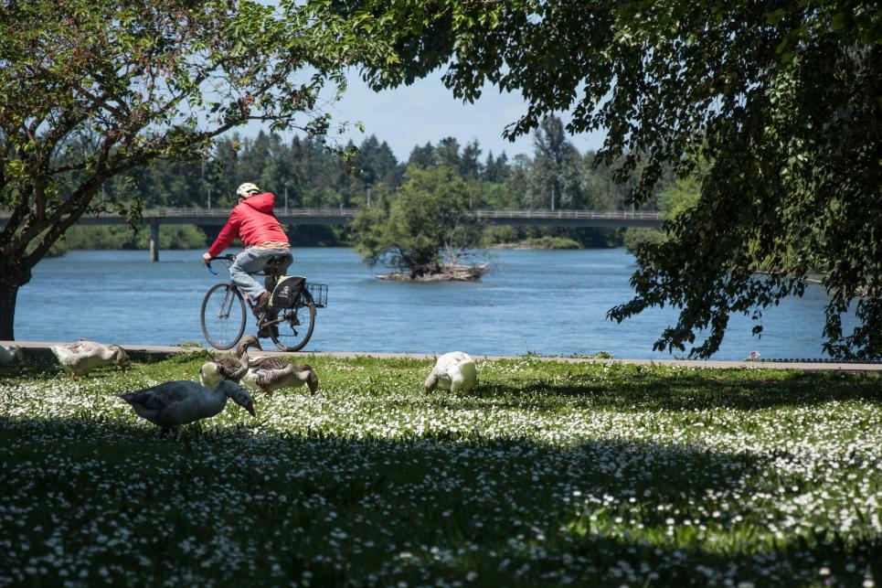 Little white flowers dot the grass where a flock of ducks are grazing. A person in a red jacket rides a bike on a path at the edge of the river. A large bridge spans the river in the background.
