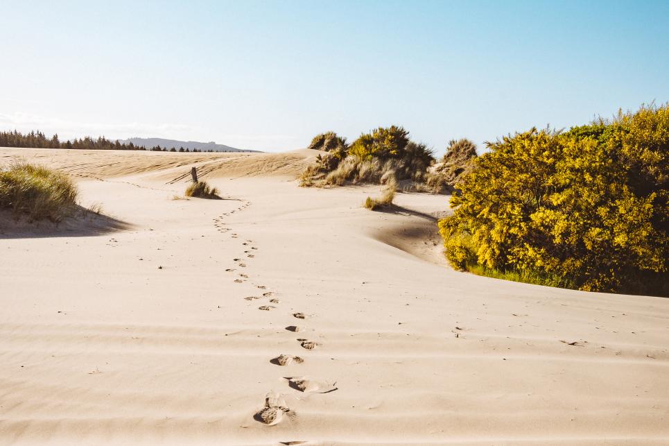 Walking the Oregon Dunes