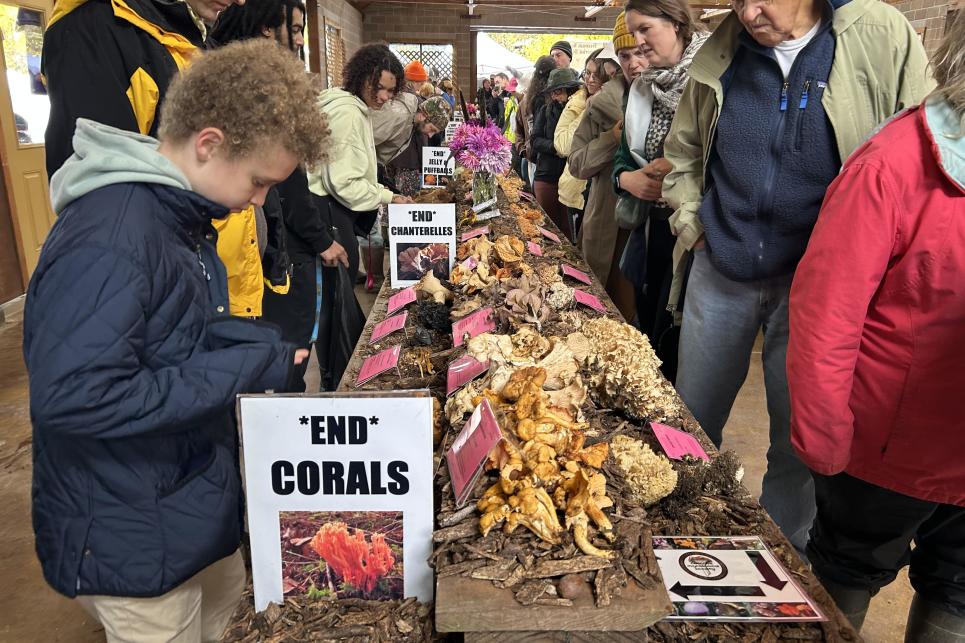 People look at a long table display of all types of mushrooms.