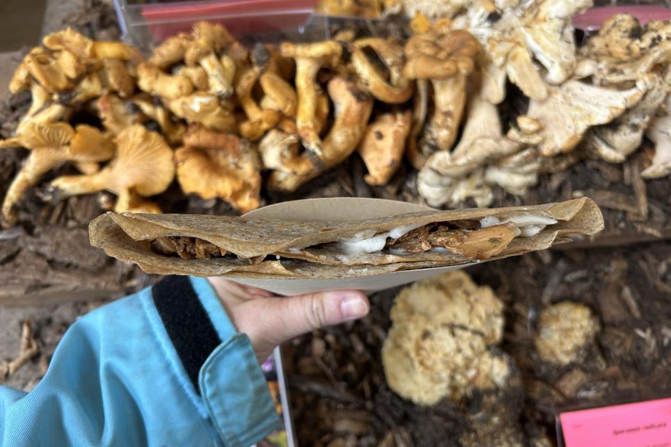 A hand holds out a mushroom crepe with mushrooms displayed behind it.