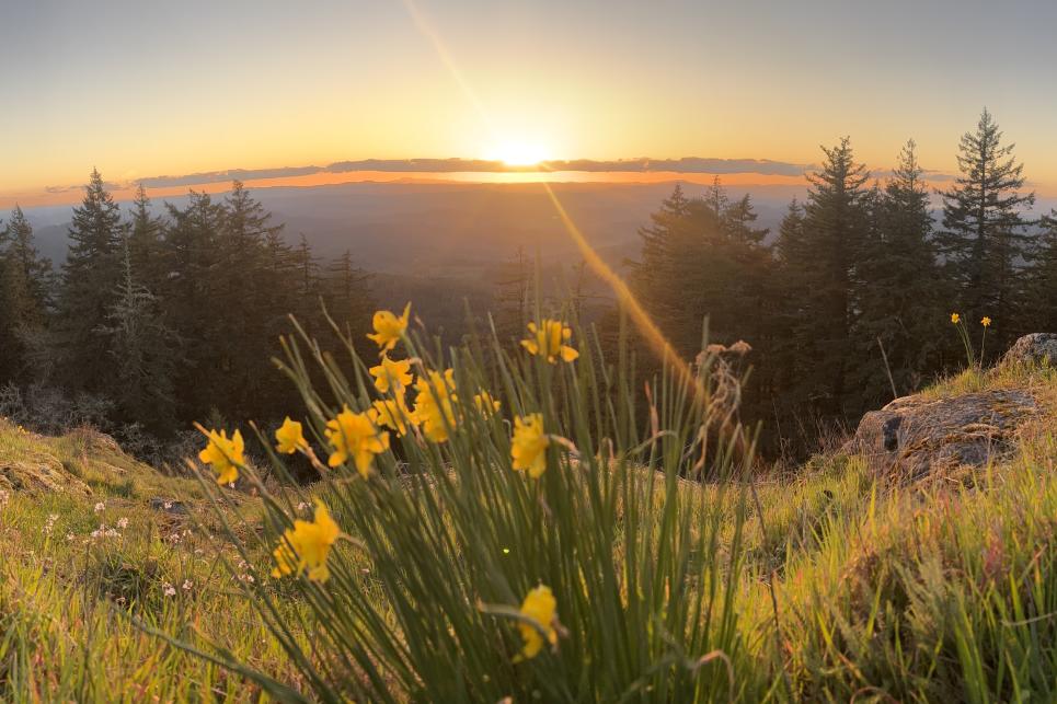 A bunch of yellow daffodils high on a mountain top, framed by the sun setting.