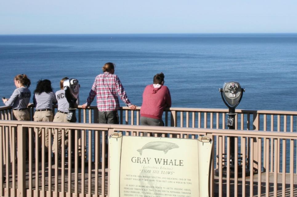 Whale Watching at Sea Lion Caves by Taj Morgan