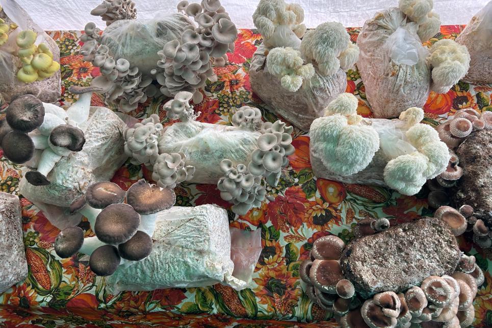 Mushrooms growing out of blocks.