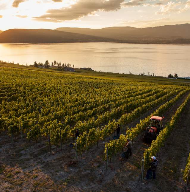 Wine Trails
