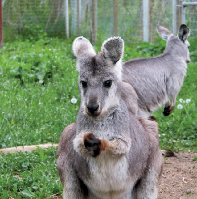 Kangaroo Creek Farm