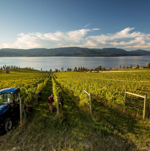 CedarCreek Vineyard