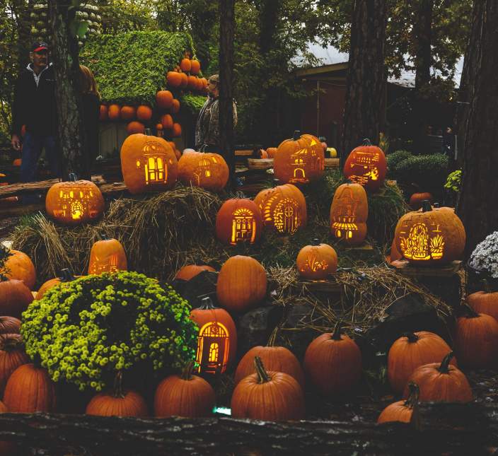 Harvest Fest SDC Fall Festival Pumpkins
