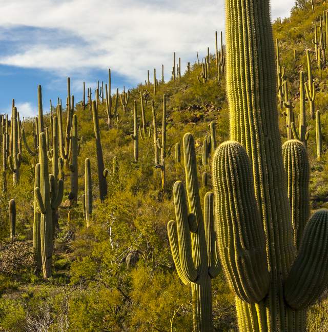 Saguaro National Park