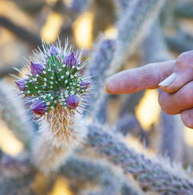 Cholla bud ready for harvest