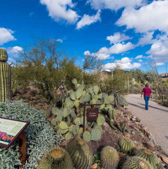 Arizona-Sonora Desert Museum Cactus Garden