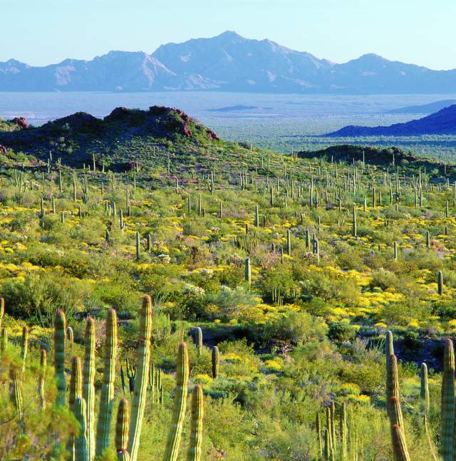 Organ Pipe Cactus National Monument