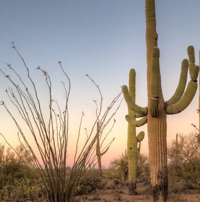 cactus saguaros landscape desert