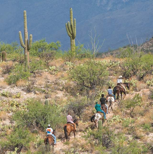 az-expedition-tanque-verde-guest-ranch-horse-cactus10