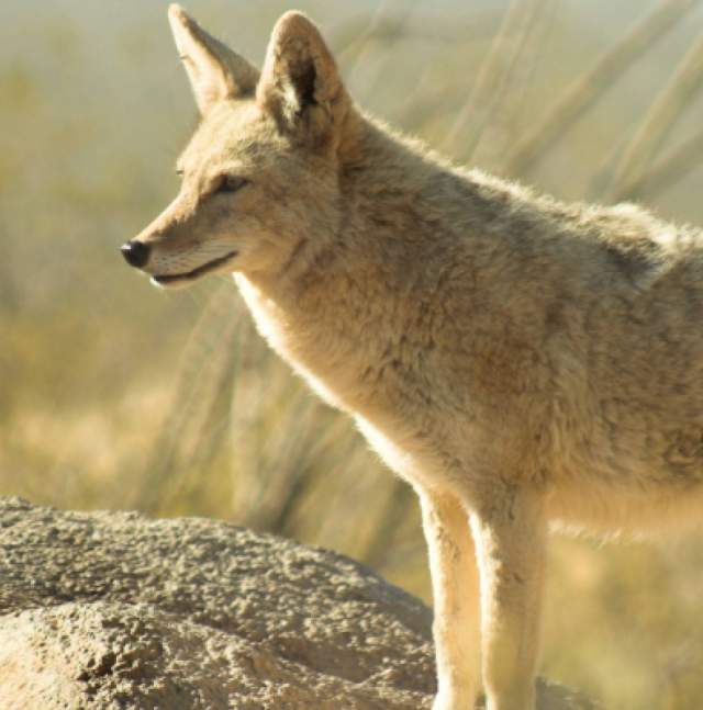 coyote_on_rock