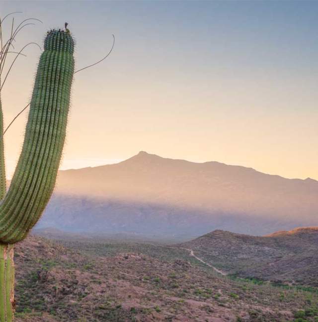 cactus sunset