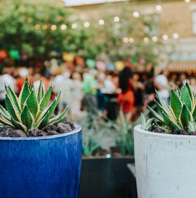 Agave Fest