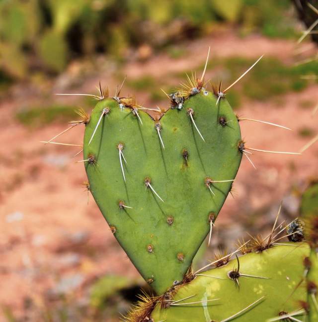 Prickly Pear Heart