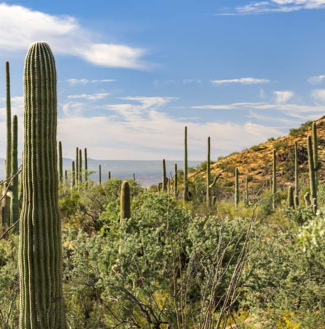 desert landscape filled with saguaro cacti, greenery, and a clear blue sky