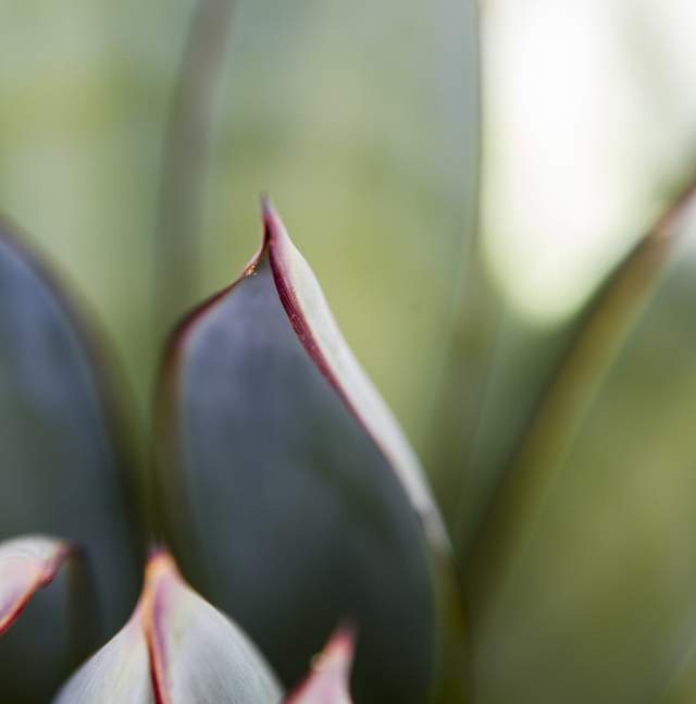 Close up photo of Agave leaves