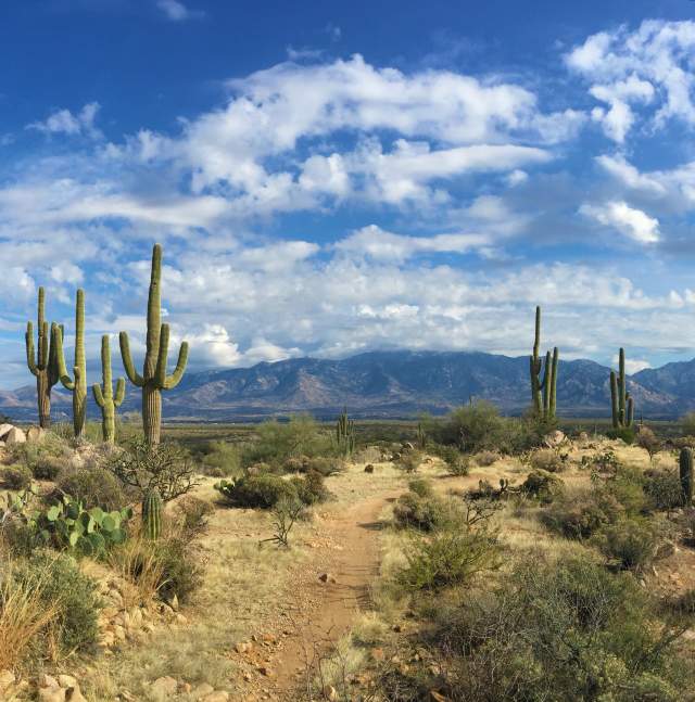 landscape photo of a dessert trail in Honey Bee Canyon Park