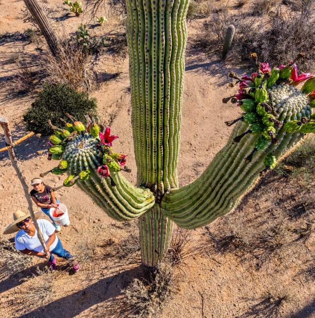 birds-eye view of two native women standing at the base of Saguaro cactus. One woman holds up cross-like picking tool to harvest the fruit blooming on top of cacti