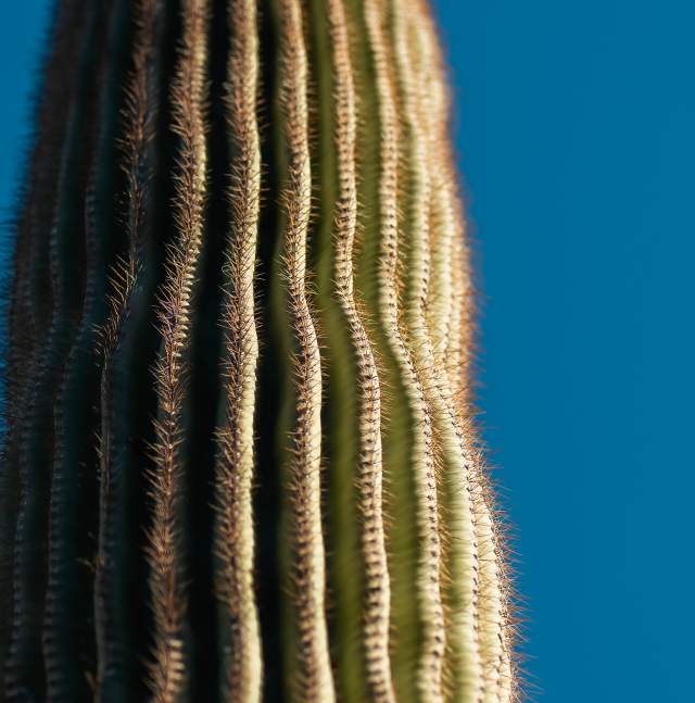 Up close of saguaro with blue sky background
