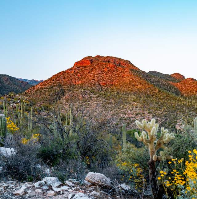 Coronado National Forest at sunset