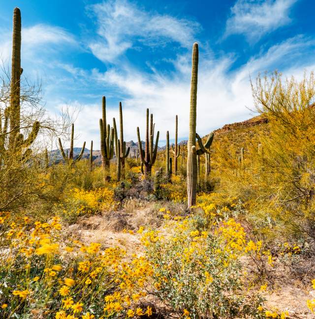 Cacti and yellow flowers blooming in the Sonoran Desert under a blue sky