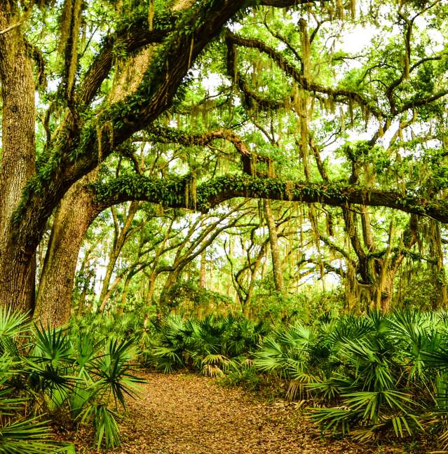 Explore ancient maritime forests along dozens of nature trails on Jekyll Island, St. Simons Island and Little St. Simons Island, GA.