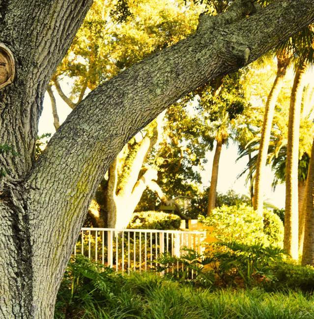 St. Simons Island's Tree Spirits: A Treasure Hunt
