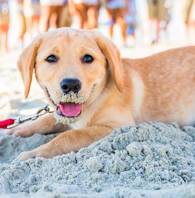 A puppy plays on the Georgia coast dog-friendly beaches in the Golden Isles