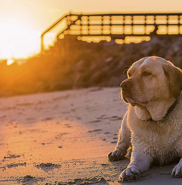 A Dog's Guide to Visiting the Golden Isles