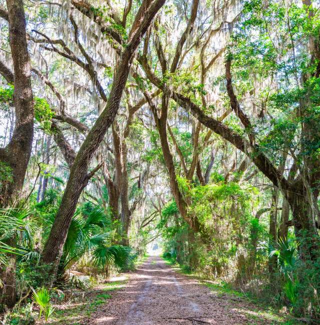 Scenic walking and hiking trails wind through an untouched maritime forest on St. Simons Island, GA