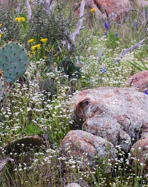 Nature's Favorite Clean Up Crew