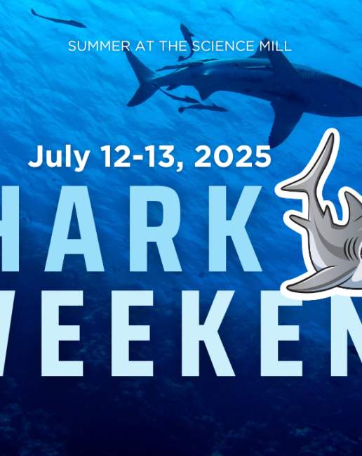 Shark Weekend