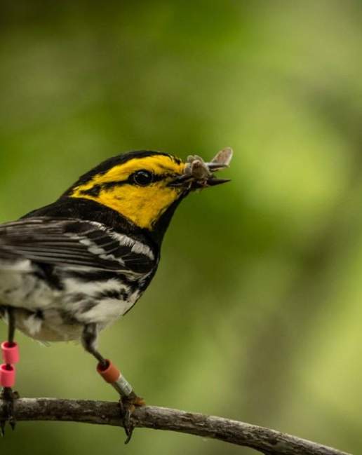 Bird Walk at Westcave Preserve
