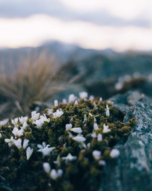Roys Peak Moss, DMP