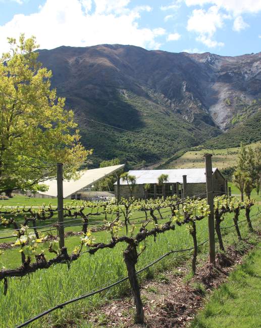 Grape vines at Peregrine Wines, Central Otago
