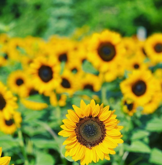 white house fruit farm sunflowers