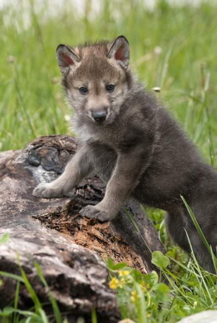 Baby Wolf at Wolf Park