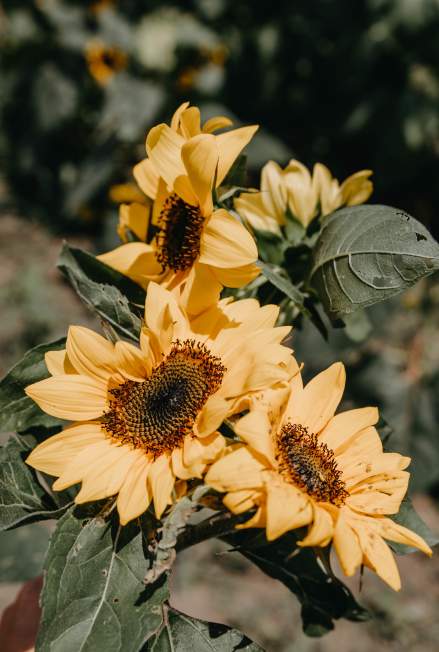 Wea Creek Sunflower