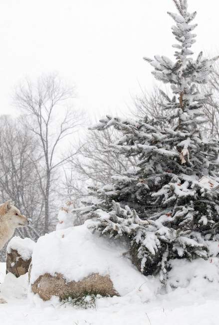 Greater Lafayette Winter Adventures List