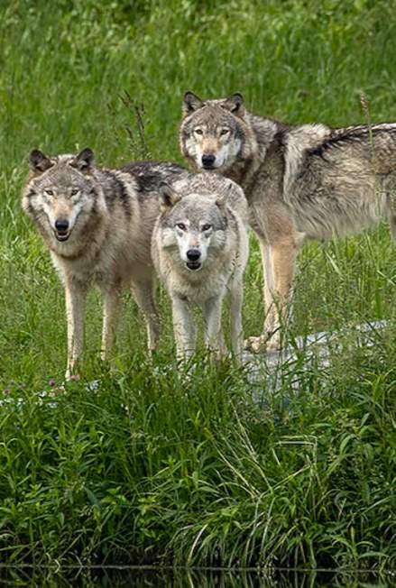 How to Come Face to Face with the Wild in Lafayette