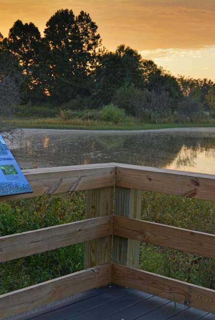 Celery Bog Nature Area and Lilly Nature Center
