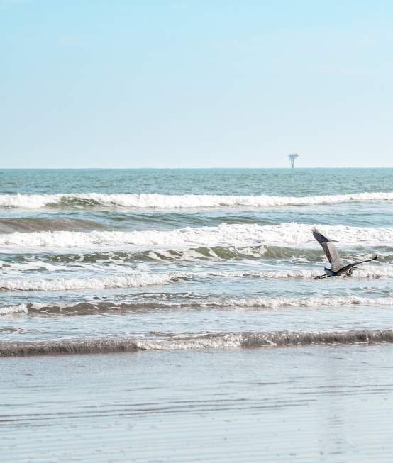 beach-without-people-landscape-bird-flying