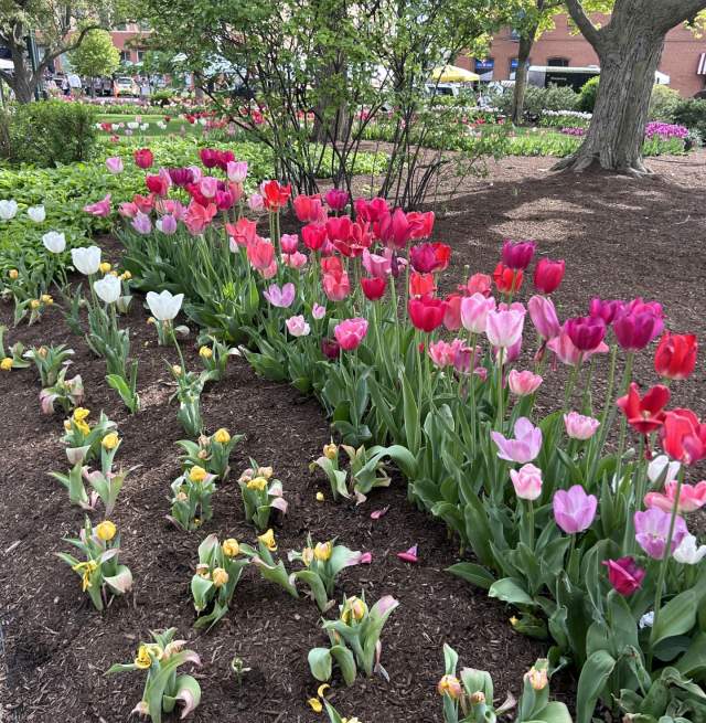 Step Into a Day of Bridgerton Charm in Woodstock