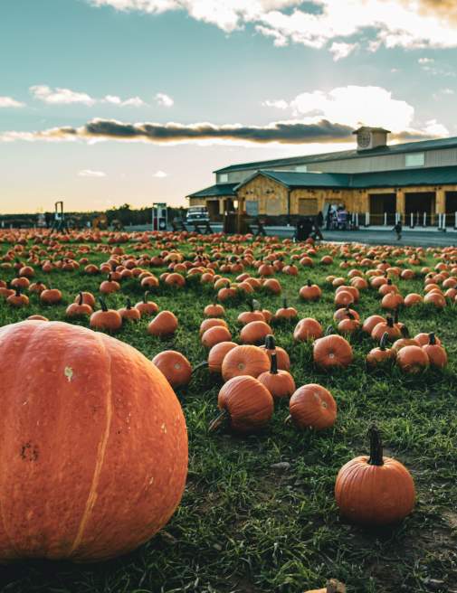 Lakeland Orchard & Cidery