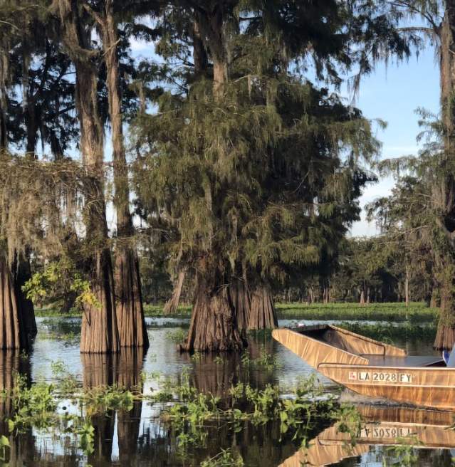Swamp Tour