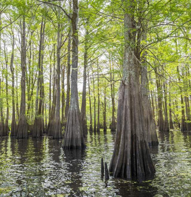 Henderson Swamp